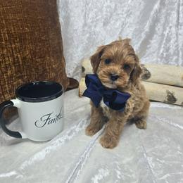 Richard - 1 lb 15 oz - Red  male Goldendoodle puppy in Floyd, Virginia from Hearts and Paws Poodles and Doodles
