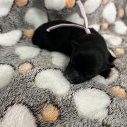 Abby - Black female Pomeranian puppy in Ocala, Florida from Roxy's Pomeranian Puppies