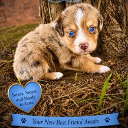 Rocket - Red merle male Miniature Australian Shepherd puppy in Idalou, Texas from Lonesome Pine Mini Aussies