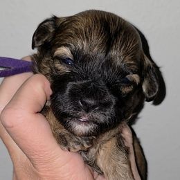Purple - Brindle and white female Shihpoo puppy in Vernon, Texas from Sugarland's Texas Goldendoodles