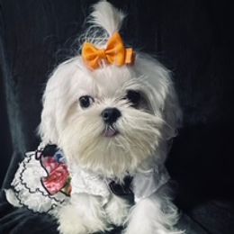 Maltese puppies from Lydia's Maltese and Yorkshire Terriers