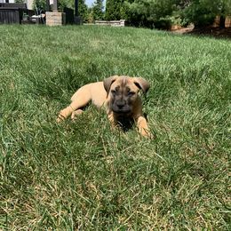 Boerboel Puppies from Grace and H.B. Kennel