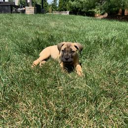Boerboel Puppies from Grace and H.B. Kennel