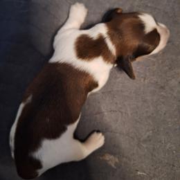 Hershey - Piebald male Dachshund puppy in Gordon, Georgia from Long Dogs Yellow Farm