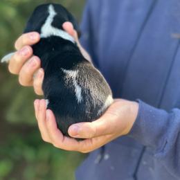 Male 1 - Black brown and white male Basset Hound puppy in Lindley, New York from Hill Top Basset Hounds & Cane Corso