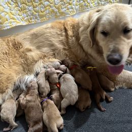 Golden Retriever Puppies from Barron’s Dan River Retrievers