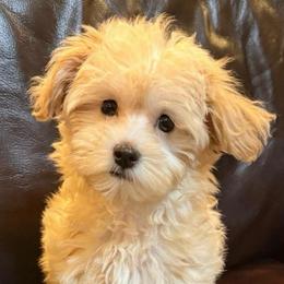 Pippa - Apricot female Maltipoo puppy in Lancaster, South Carolina from 3 Bs Havanese-PUPPIES with  PURPOSE