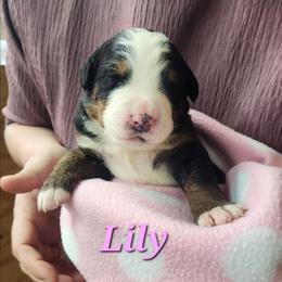 Lily - Black rust and white female Bernese Mountain Dog puppy in Auburn, Indiana from Swamp Creek Berners