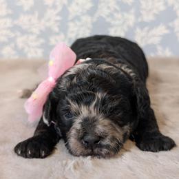 Marley - Black white and silver female Shihpoo puppy in Rockledge, Florida from Bellady's Shihpoos