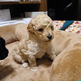 Autumn Sunshyne - Apricot male Poodle puppy in North Carolina from Faithful Hearts Kennel