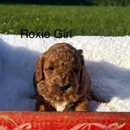 Girl 1 - Parti female Goldendoodle puppy in Wever, Iowa from JK Royal Lines