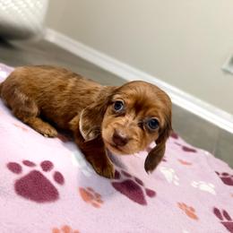 Blue Eyes (2) Shaded Red Dapple Longhair Male - Dapple male Dachshund puppy in Horizon City, Texas from Micah's Minis