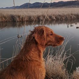 Golden Retrievers from Dusty Road Kennels