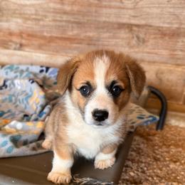 Sable male 2 - Sable male Pembroke Welsh Corgi puppy in Weatherford, Texas from Flyin H Corgi’s