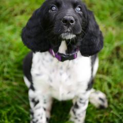 Large Münsterländer Puppies from EAGLES NEST KENNELS