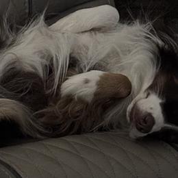 Australian Shepherds from Southern Copper Sun Aussies