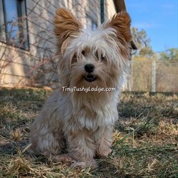 (AKC) Amadeus - Tan male Yorkshire Terrier puppy in Greencastle, Indiana from Tiny Tushy Lodge