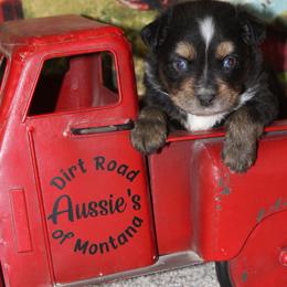 Black Tri-1 Dot - Black tri female Miniature Australian Shepherd puppy in Ronan, Montana from Dirt Road Aussie’s of Montana
