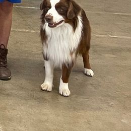 Click - Miniature American Shepherd