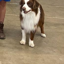 Click - Miniature American Shepherd