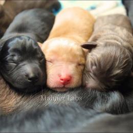 Rubble - Chocolate male Labrador Retriever puppy in Tomahawk, Wisconsin from Mahner Labs