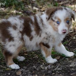 Happy - Red merle female Miniature Australian Shepherd puppy in Evant, Texas from Lazy VT Bar Ranch