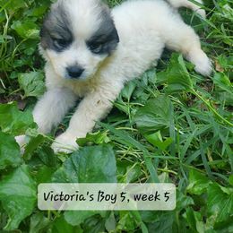 Boy 5 - White and badger male Great Pyrenees puppy in Nicholson, Georgia from Pony Trail Farm