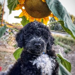 Portuguese Water Dog Puppies from Yellowstone Porties