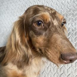 Princess - Dachshund