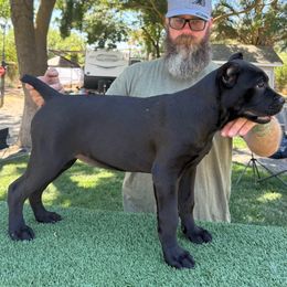Red collar - Black female Cane Corso puppy in Morgan Hill, California from Corso Empire