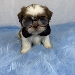 Ferrero - Tricolor male Shih Tzu puppy in Columbia, Kentucky from Lisa Bandy Luxe Shih Tzu