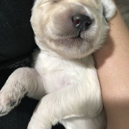 Goldendoodle and Bearded Retriever Puppies from Emma Lee Doodles