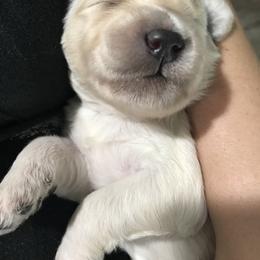 Goldendoodle and Bearded Retriever Puppies from Emma Lee Doodles