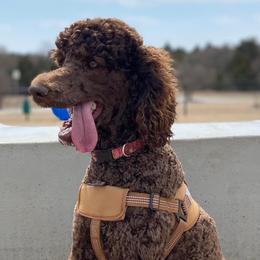 Justice - Poodle