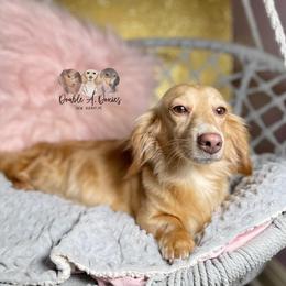 Josie - Dachshund