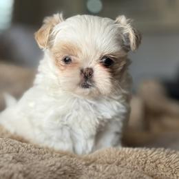 Girl 1 - Liver and white female Shih Tzu puppy in Calimesa, California from Little Mountain’s Shih Tzus