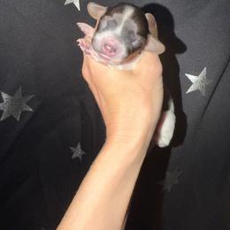 Girl 1 - Piebald female Dachshund puppy in Port Charlotte, Florida from Cloud Nine Ranch Bullies