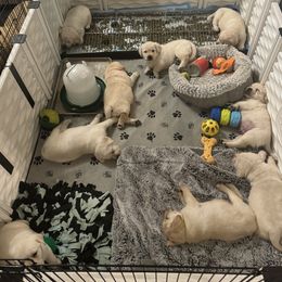Labrador Retriever Puppies from SR Labrador Retrievers