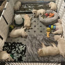 Labrador Retriever Puppies from SR Labrador Retrievers