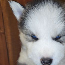 Siberian Huskies from Zenia Huskies