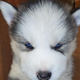 Siberian Huskies from Zenia Huskies
