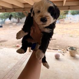 Lucy - Gray and white female Old English Sheepdog puppy in Acton, California from Fab OES