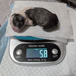 Shelly - Black and white Boston Terrier puppy in Lowell, Arkansas from Bogan's Boston's