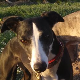 Stella - Whippet