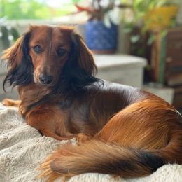 Cedar - Dachshund