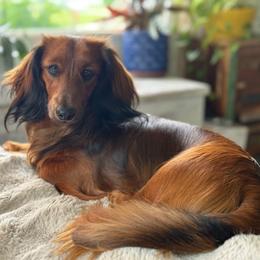 Cedar - Dachshund
