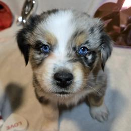 Frosty - Blue merle male Australian Shepherd puppy in Peach Bottom, Pennsylvania from Arcadia Australian Shepherds