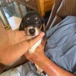 Waylon - Black and cream male Dachshund puppy in Fort Worth, Texas from Louis' Litters