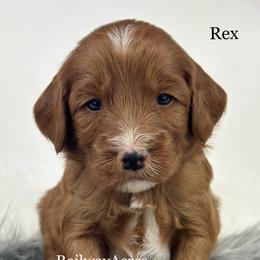 Rex - Red  male Goldendoodle puppy in Milford, Indiana from Railway Acres Kennel