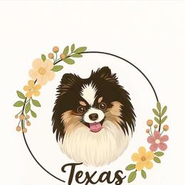 Girl 2 - White female Pomeranian puppy in Eagle Pass, Texas from Texas Tumbleweed Poms